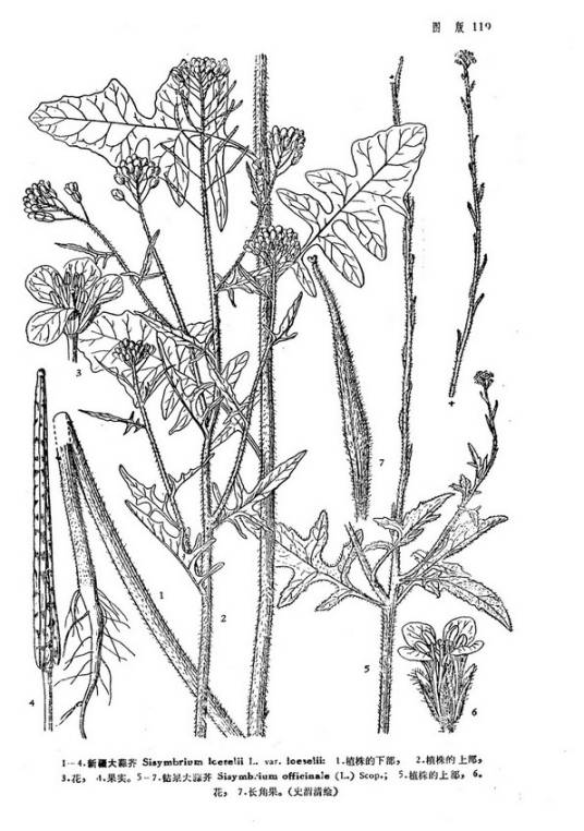 钻果大蒜芥