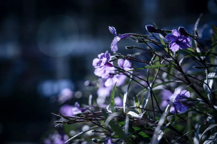 蓝花草