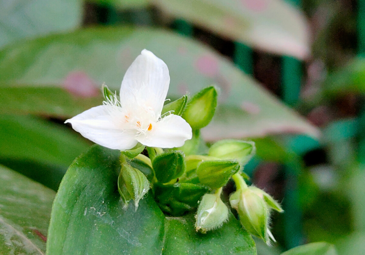 白花紫露草