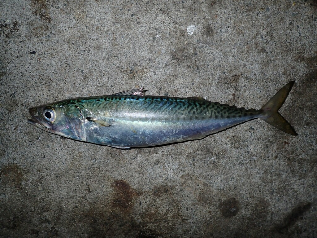 日本鲭