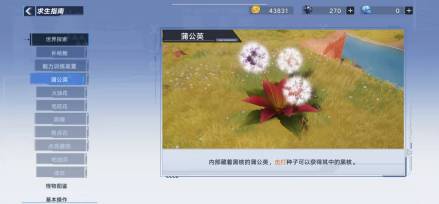蒲公英